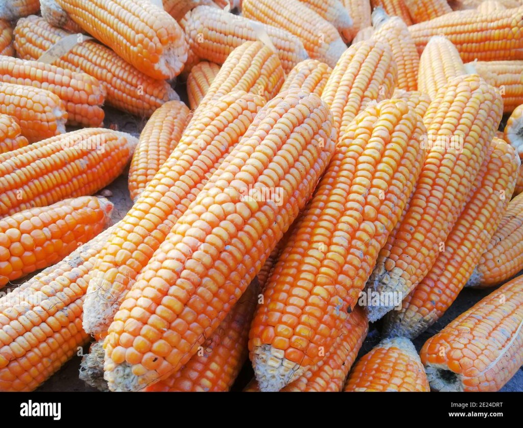 Picture of: Maize, also known as corn, is a cereal grain first domesticated by